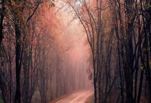 谢文能+高准翼不踢,泰山队5外援齐整出征客场,于金永只差在经验.